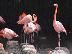 101PARC AUX OISEAUX DANS L AIN 2016 1_000009